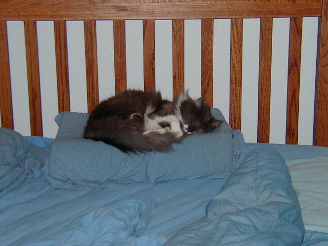 Elwood-im-sleeping-here.jpg