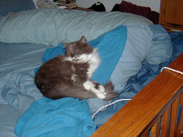 Elwood-kingofthebed1.JPG