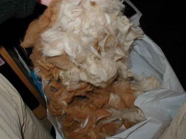 Raw alpaca fiber