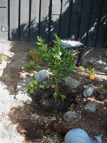 A Bearss lime tree