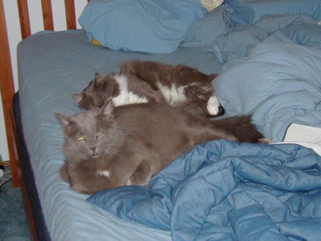 bed_cats.jpg