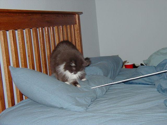 elwood-defeats-the-string-monster.JPG