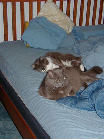 two_bed_kitties.jpg