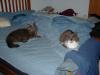 bed-kitties-redux.jpg