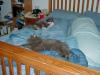 cats-rumpled-bed.JPG